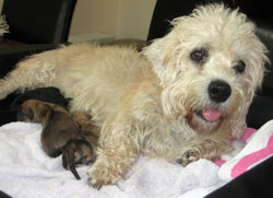 Libby & Pups