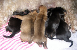 Pups